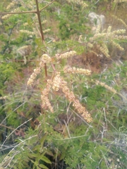 Asterohyptis stellulata