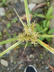 Cyperus odoratus