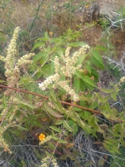 Asterohyptis stellulata
