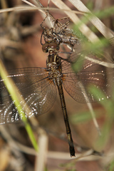 Macrothemis inacuta