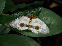 Abraxas amicula-illuminata