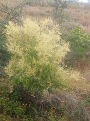 Asterohyptis stellulata