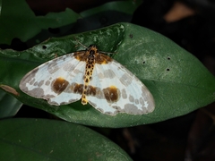 Abraxas amicula-illuminata