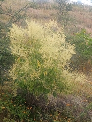 Asterohyptis stellulata