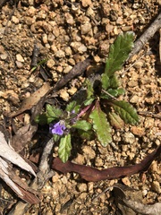 Ajuga australis