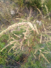 Asterohyptis stellulata