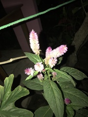 Celosia
