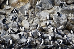 Phalacrocorax fuscescens