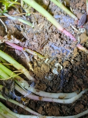 Euborellia annulipes