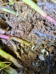 Euborellia annulipes