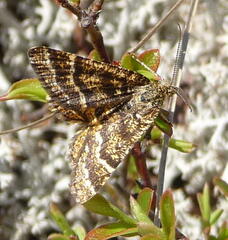 Epelis truncataria