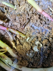 Euborellia annulipes