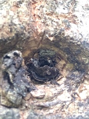 Menemerus bivittatus