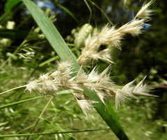 Rytidosperma tenuius