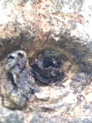 Menemerus bivittatus