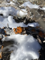 Xanthocarpia feracissima