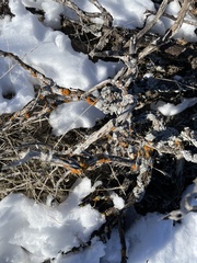 Xanthocarpia feracissima