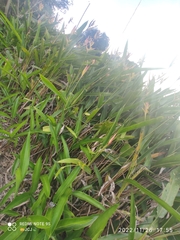 Heliconia psittacorum