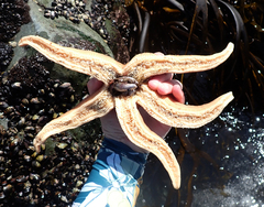 Stichaster striatus