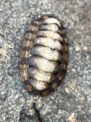 Sypharochiton pelliserpentis