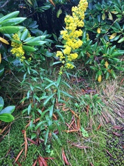 Solidago roanensis