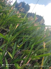 Heliconia psittacorum
