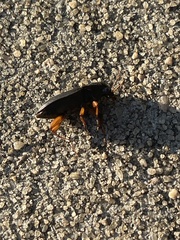 Harpalus pensylvanicus