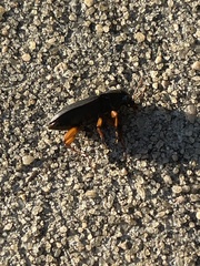 Harpalus pensylvanicus