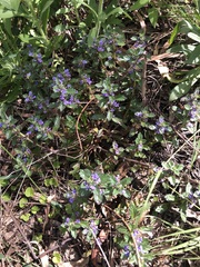 Ajuga australis