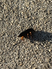 Harpalus pensylvanicus