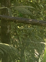 Chlorochrysa phoenicotis