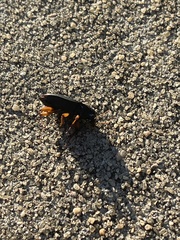 Harpalus pensylvanicus