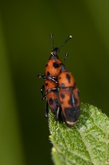 Rhodobaenus quinquepunctatus