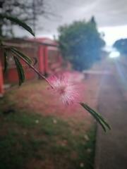 Calliandra