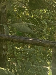 Chlorochrysa phoenicotis