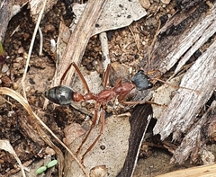 Myrmecia nigriceps