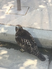 Buteo jamaicensis