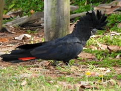 Calyptorhynchus banksii