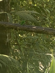 Chlorochrysa phoenicotis