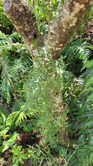 Coprosma ×cunninghamii