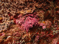 Amphiroa