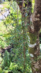 Coprosma ×cunninghamii