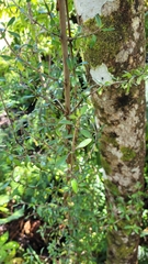 Coprosma ×cunninghamii
