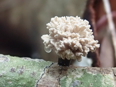 Xylaria