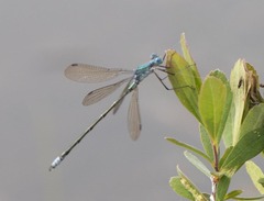 Lestes eurinus