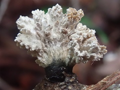 Xylaria