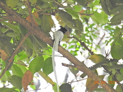 Terpsiphone paradisi