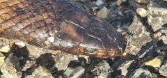 Pseudonaja aspidorhyncha