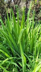Crocosmia × crocosmiiflora