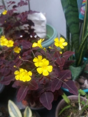 Oxalis hedysaroides